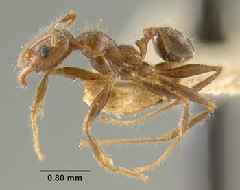 Media type: image;   Entomology 20666 Aspect: habitus lateral view